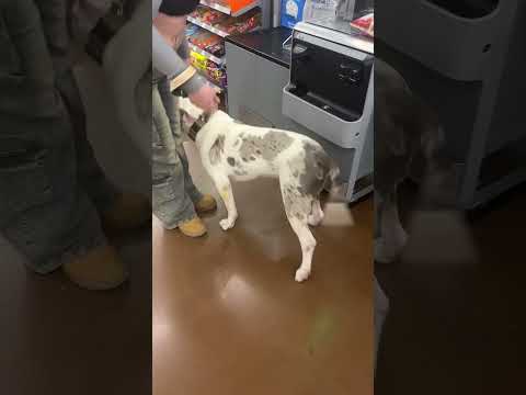 Albino Rescue Pit - 1 year old puppy