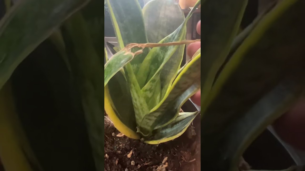 How This Plant Represents Choices we make in life